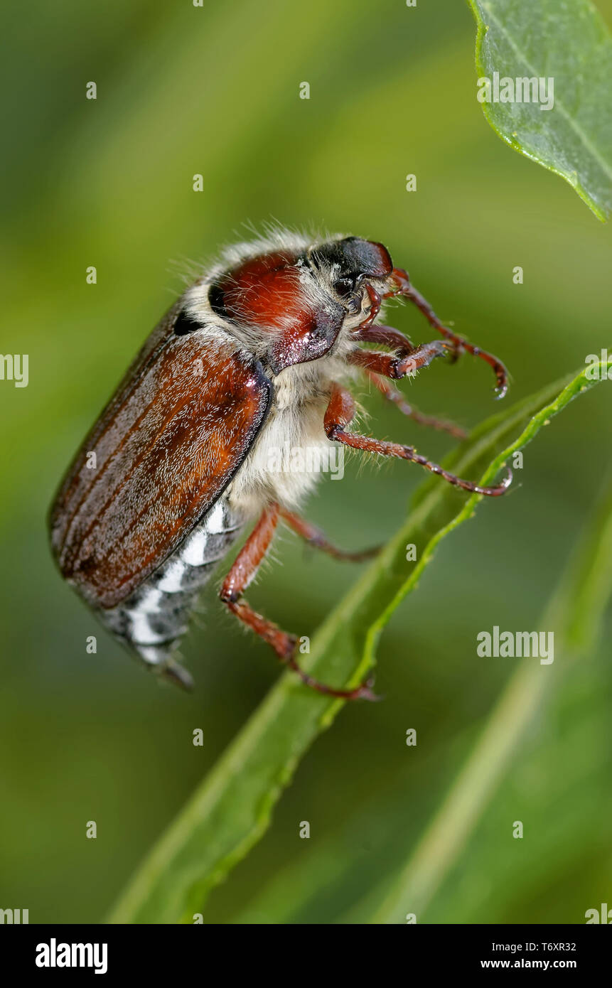 Cockchafer, Melolontha melolontha Stock Photo