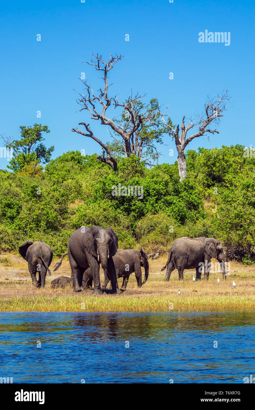Watering in the Okavango River Stock Photo