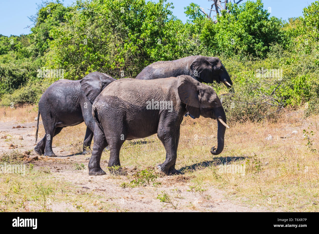 Okavango River Beach Stock Photo