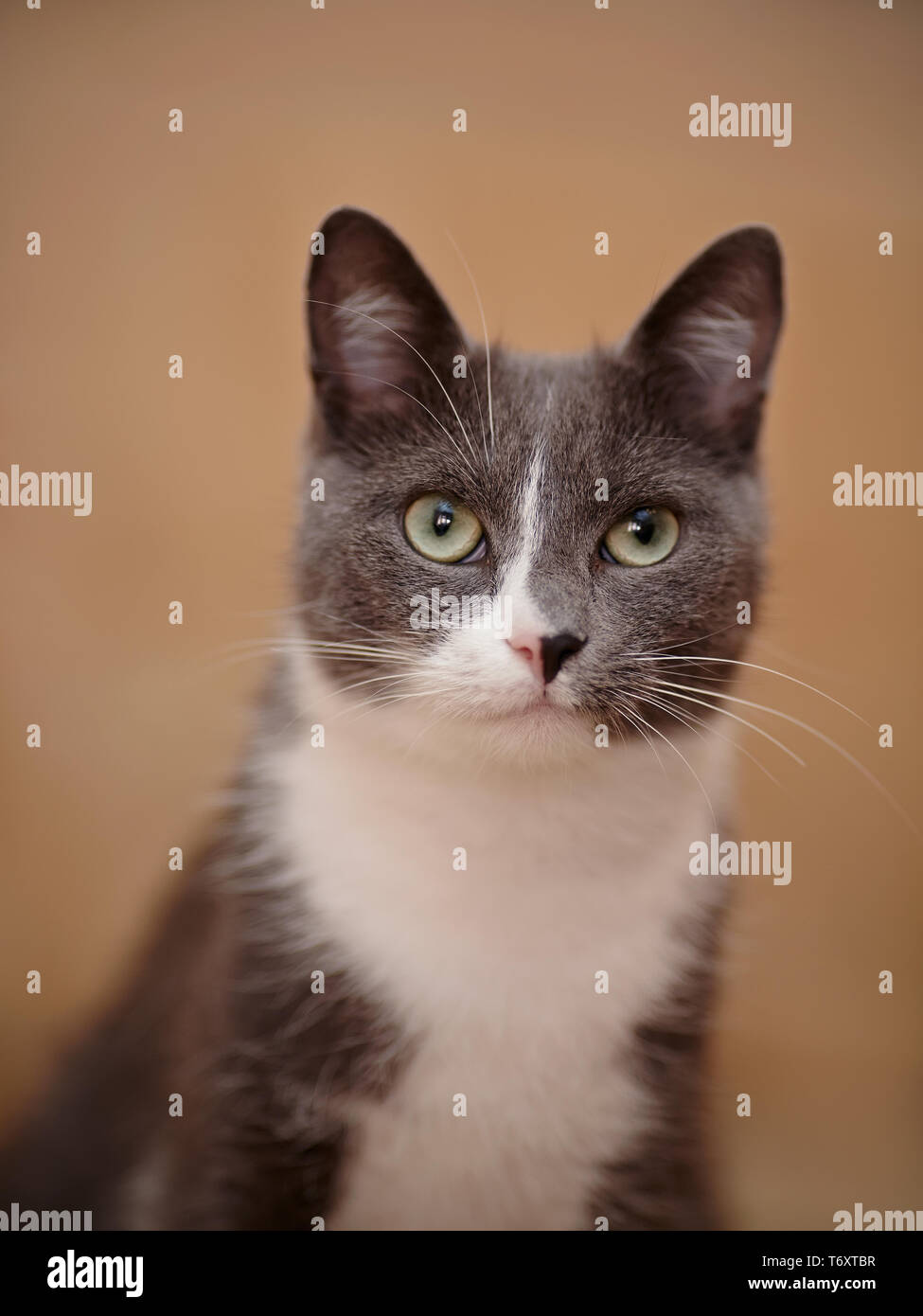 smoky gray cat