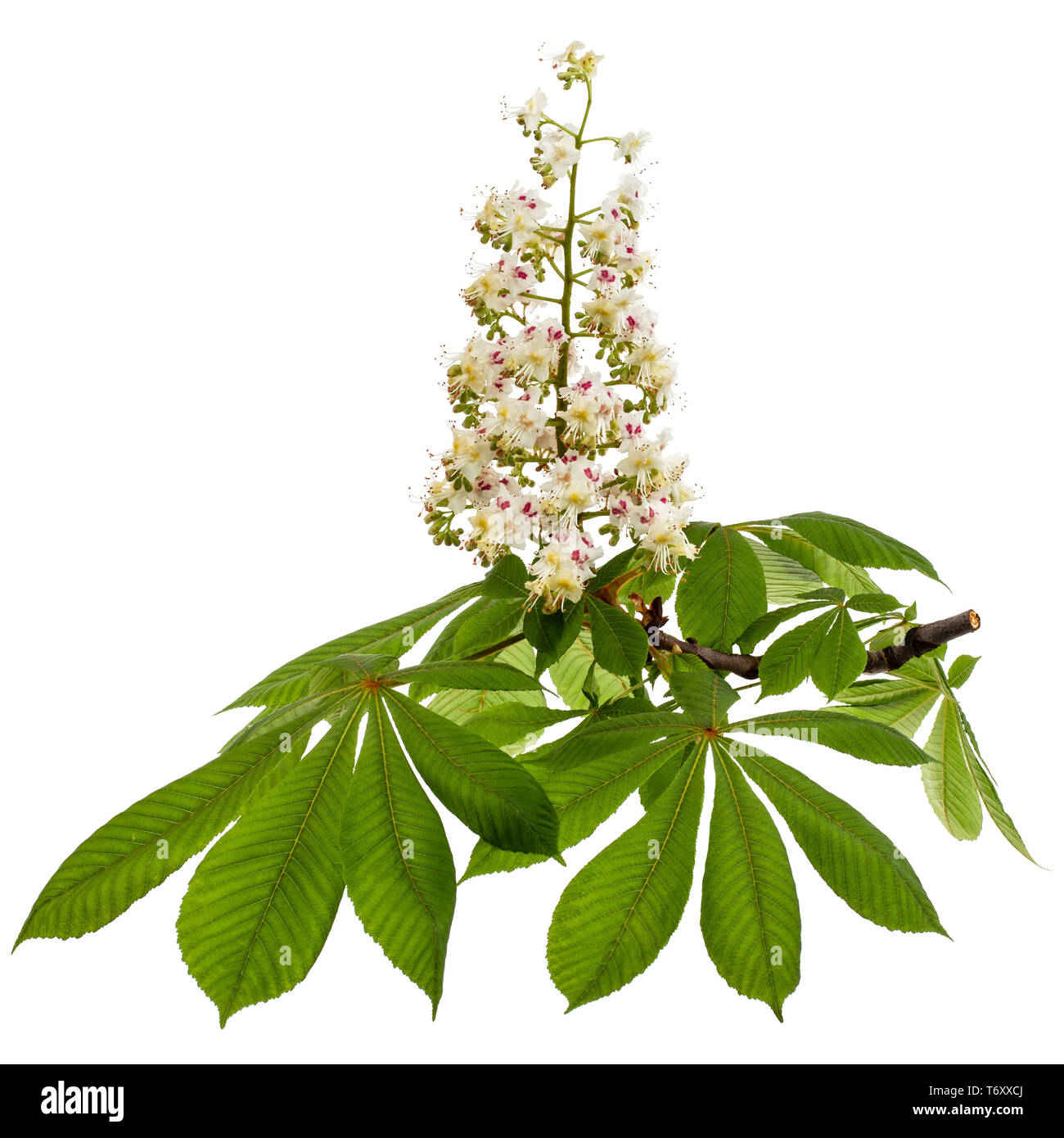 Flowering branch of horsechestnut tree (Aesculus hippocastanum