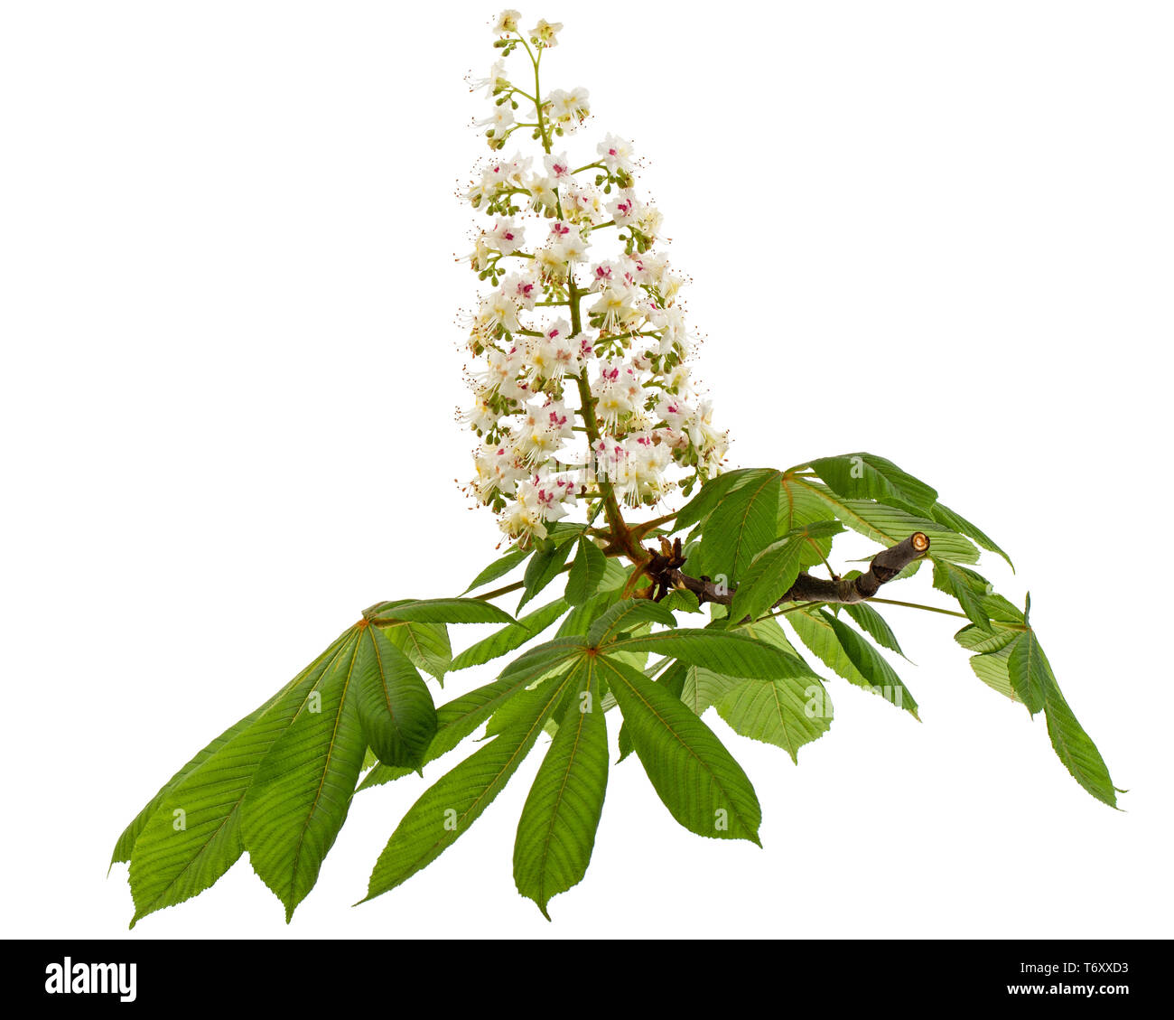Flowering branch of horsechestnut tree (Aesculus hippocastanum