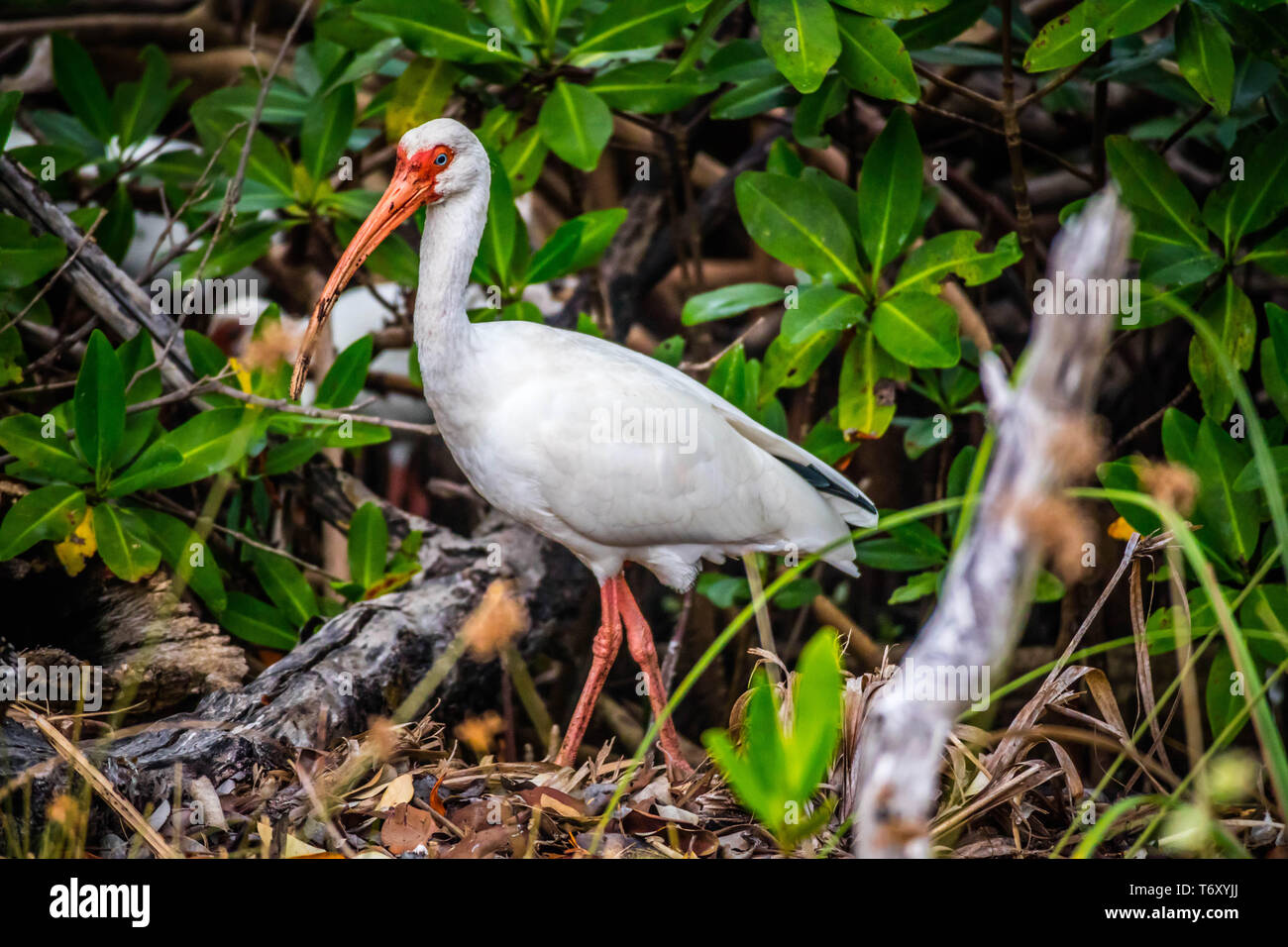A natural white Ibis in Sanibel Island, Florida Stock Photo