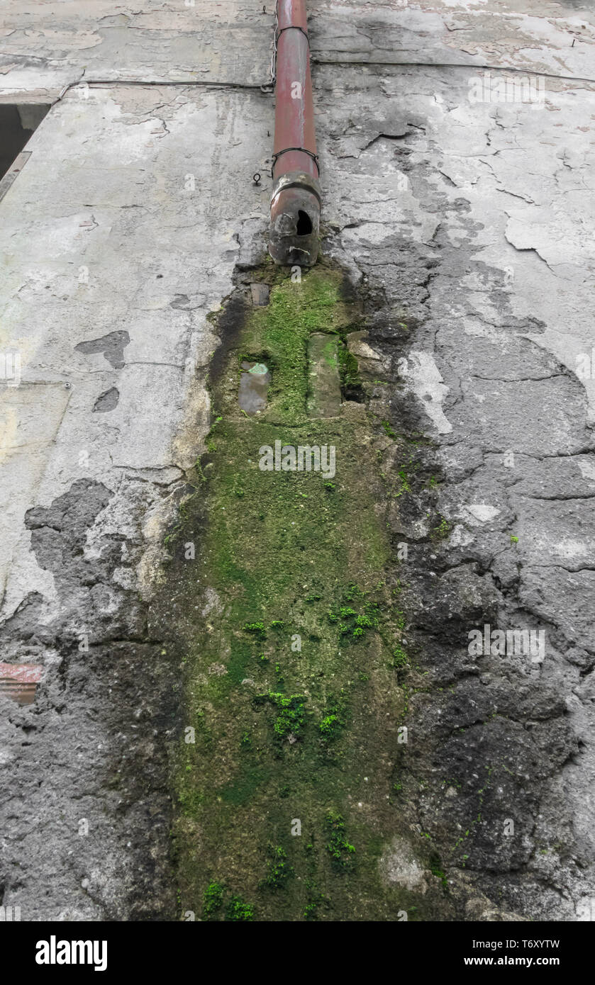 Mold and peeling paint on wall Stock Photo Alamy