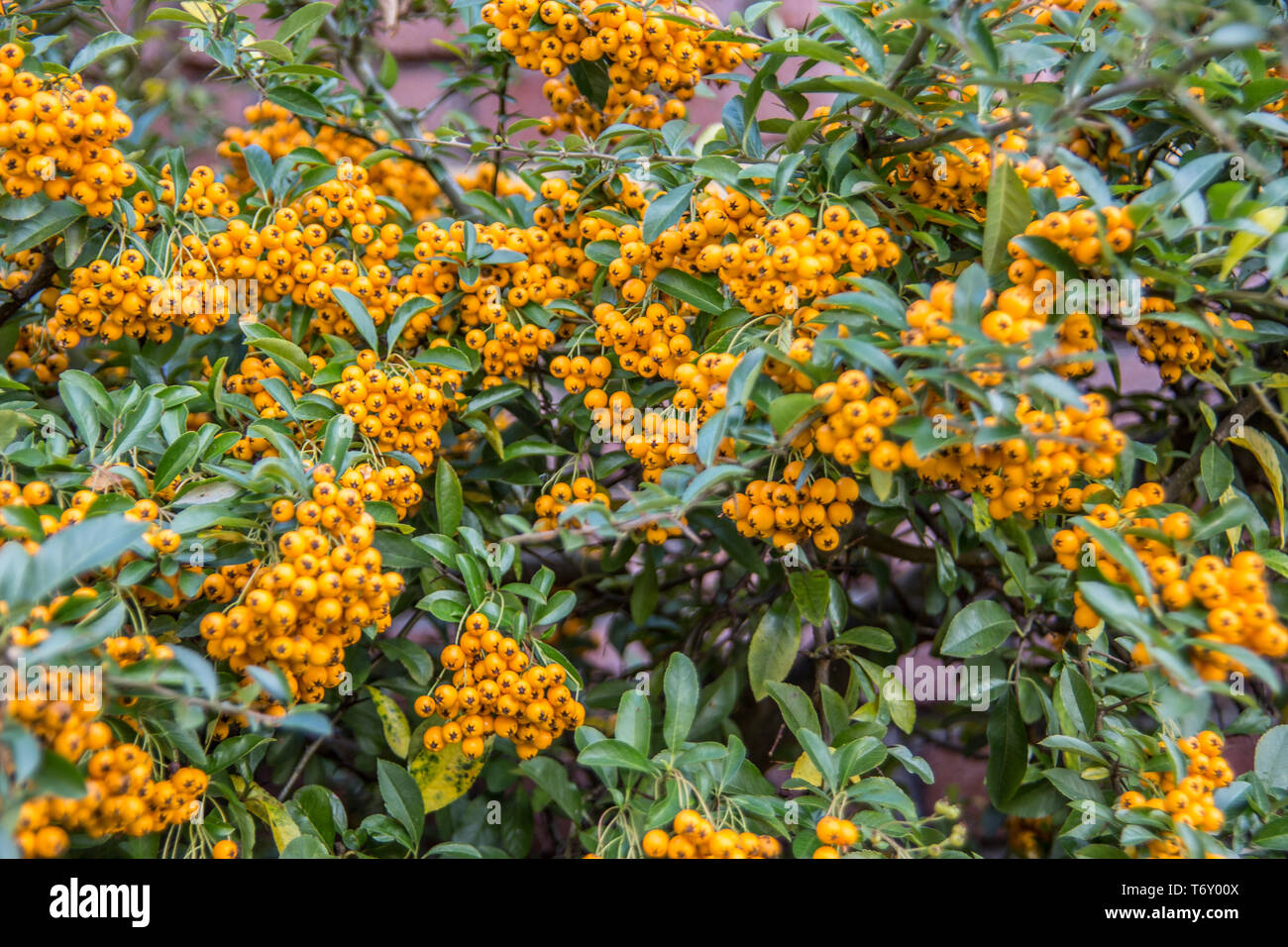 Firethorn evergreen shrub with yellow berries Stock Photo