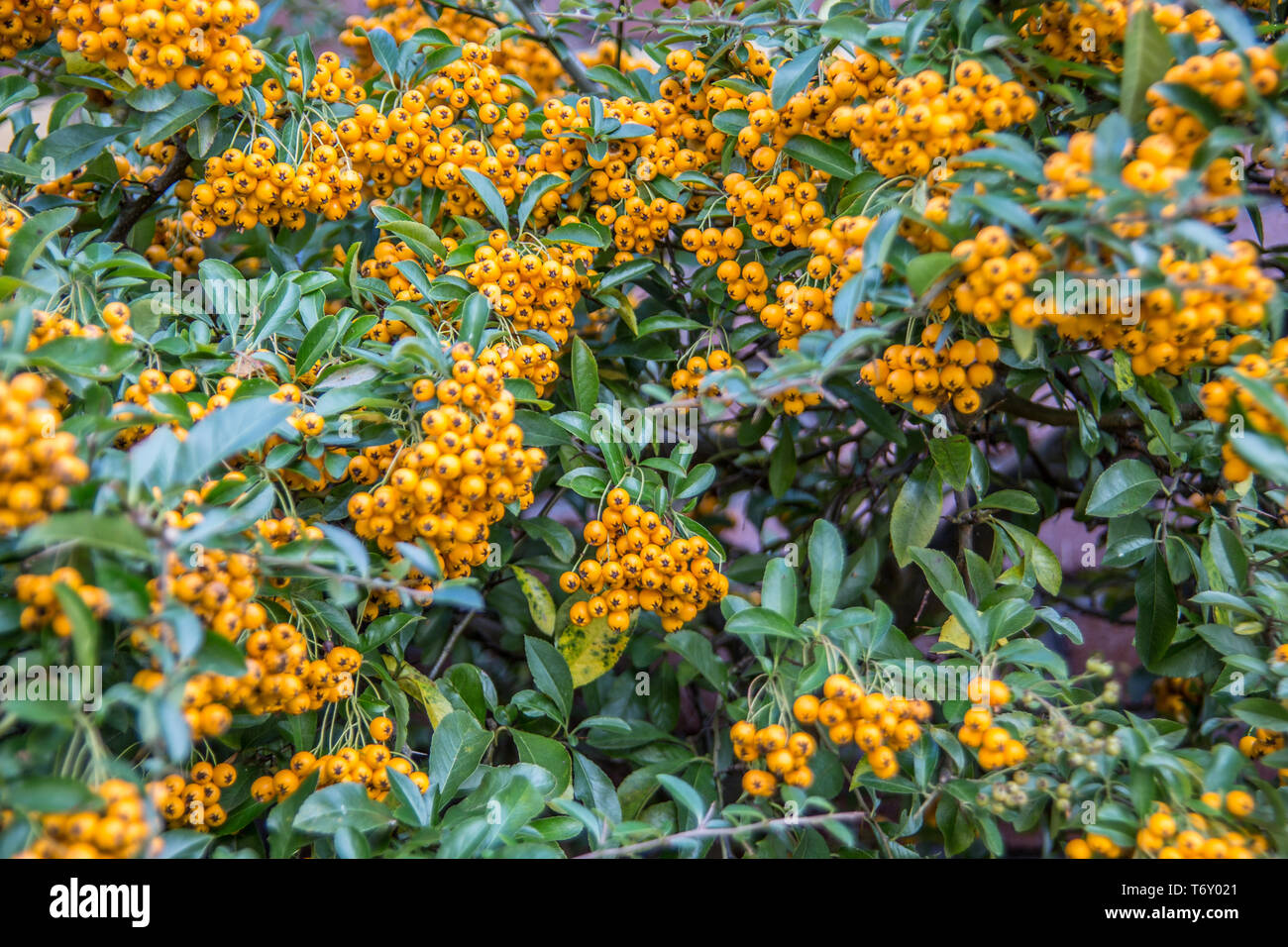 Firethorn evergreen shrub with yellow berries Stock Photo