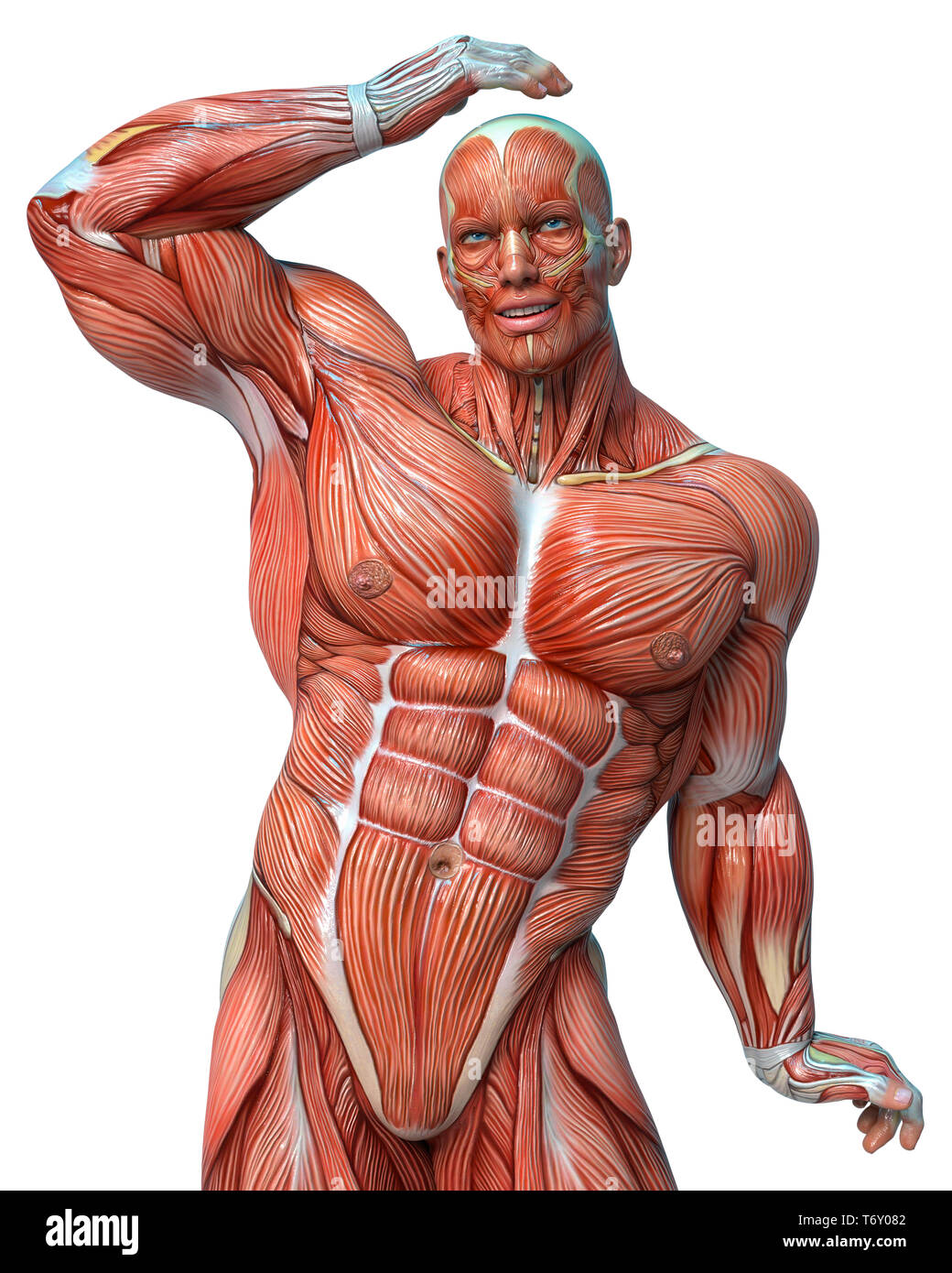 Muscle Man Anatomy In An White Background Will Put Some Creative Sensor In Yours Creations Stock Photo Alamy