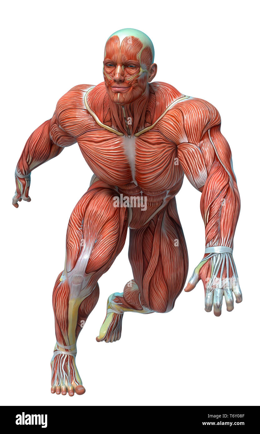 muscle man anatomy in an white background will put some creative sensor