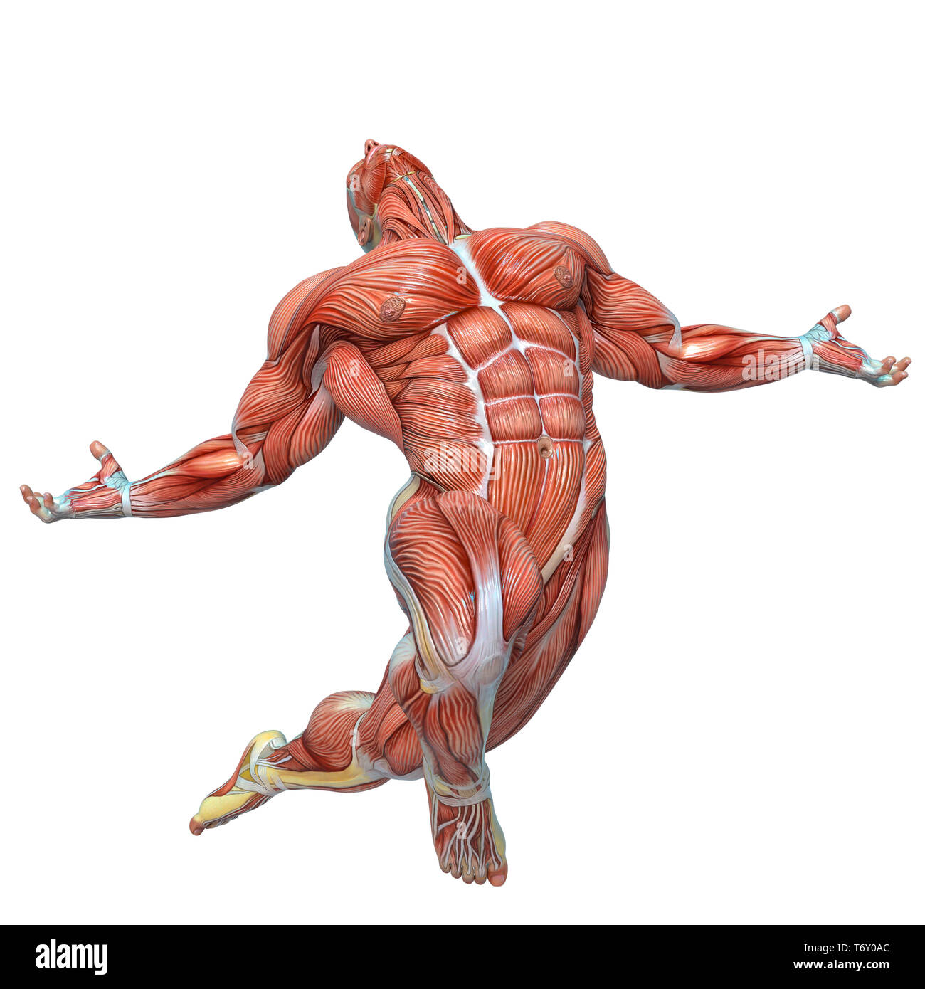 muscle man anatomy in an white background will put some creative sensor in  yours creations Stock Photo - Alamy