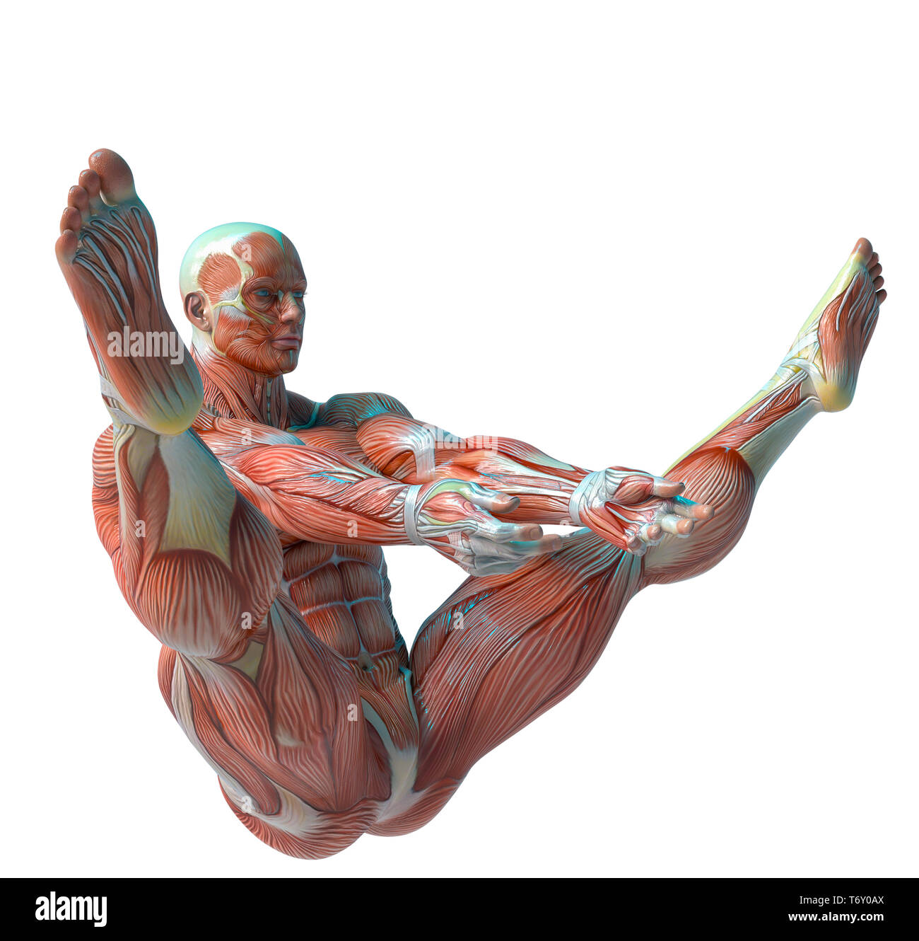 muscle man anatomy in an white background will put some creative sensor