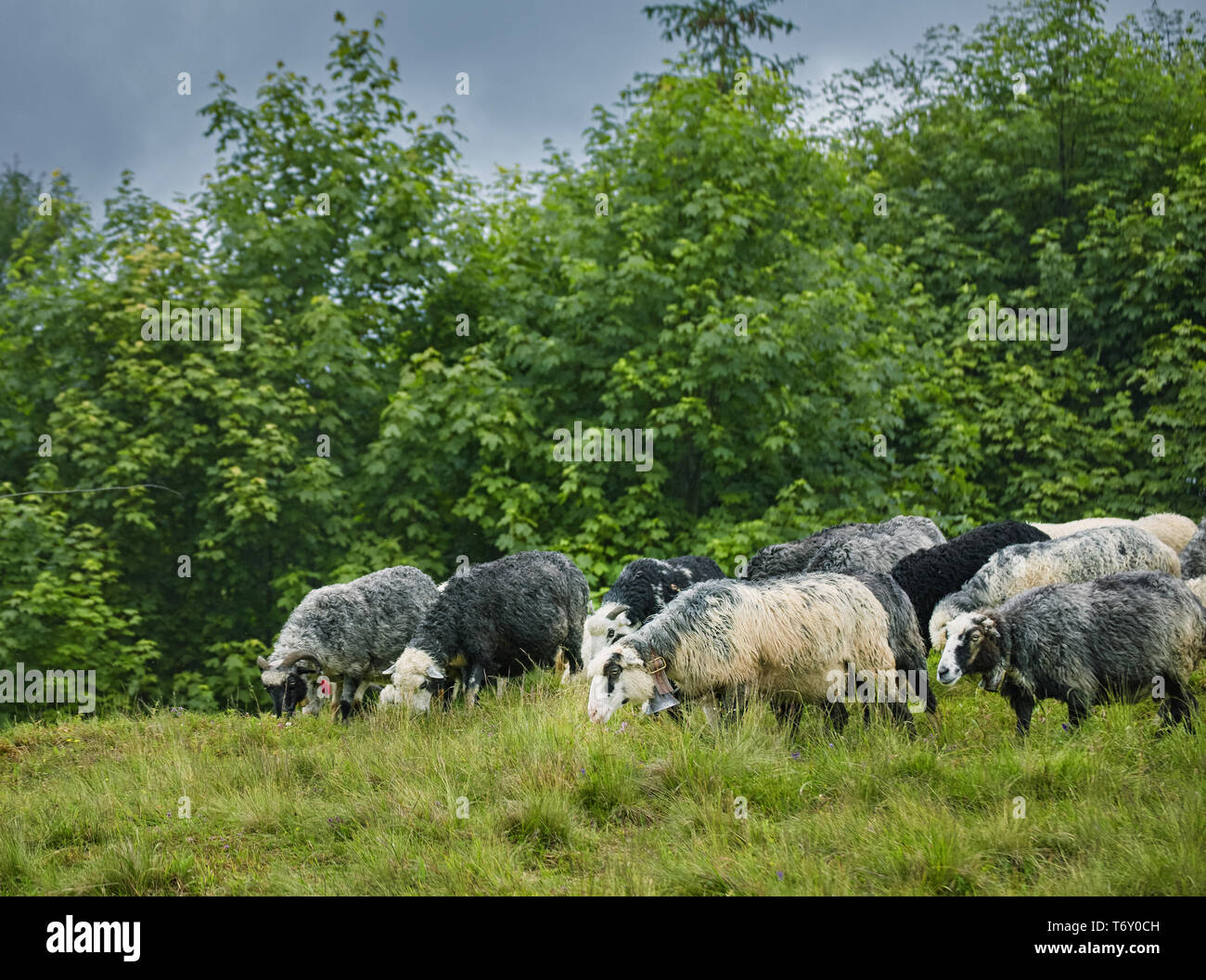 A lot sheep on the beautiful green meadow Stock Photo - Alamy