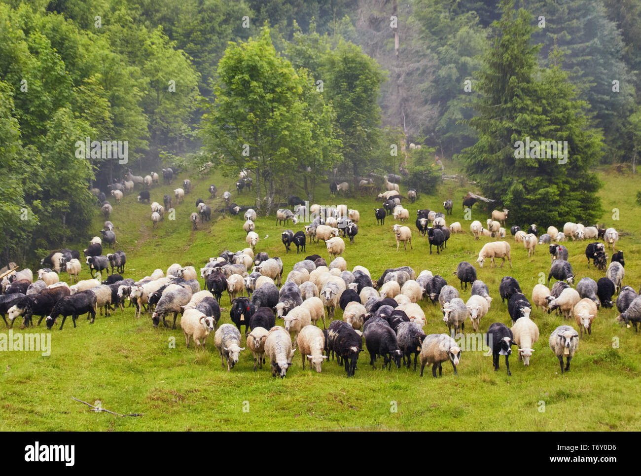a flock of sheep in a mountain valley Stock Photo - Alamy