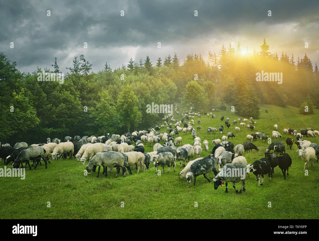 a flock of sheep in a mountain valley Stock Photo - Alamy