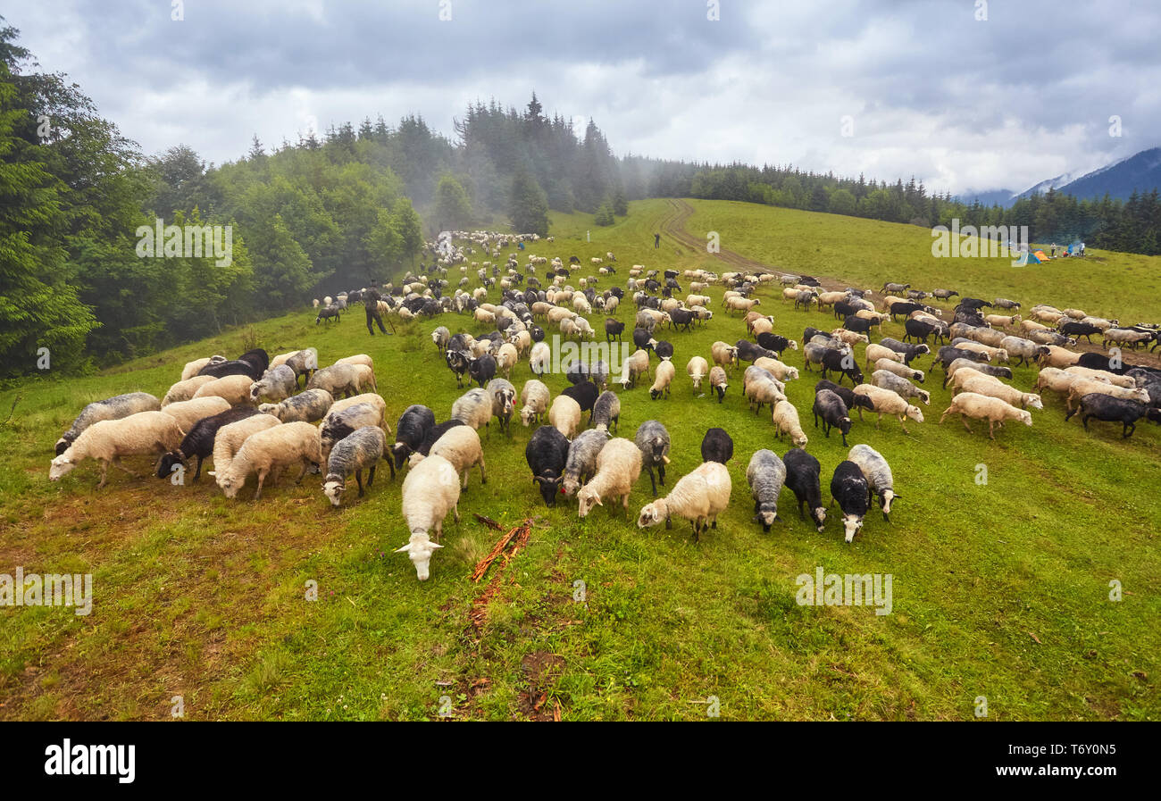 A lot sheep on the beautiful green meadow Stock Photo - Alamy