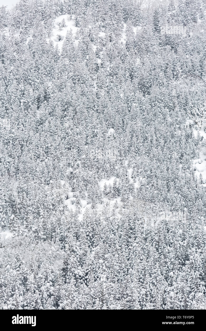 winter Landscape Forest Stock Photo - Alamy