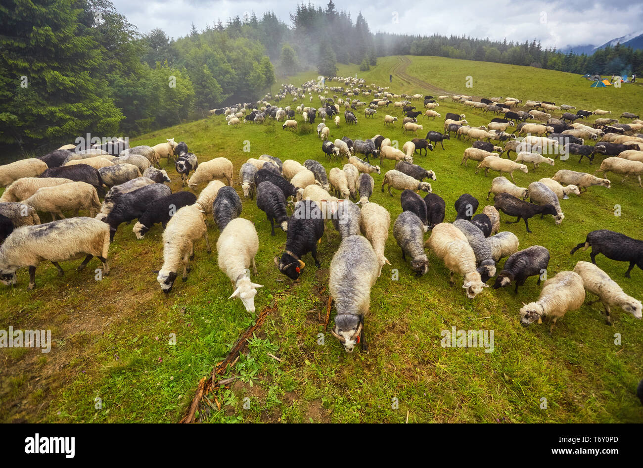 Herd of sheep on beautiful mountain meadow Stock Photo - Alamy