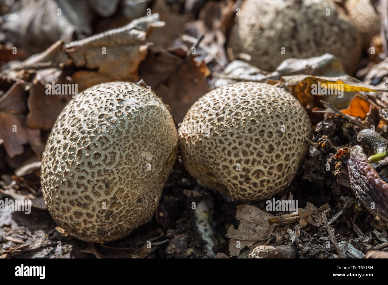 Mushroom on forest floor Stock Photo