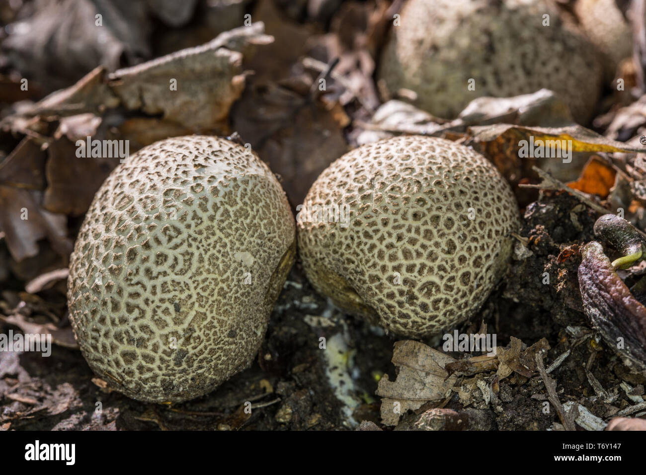 Mushroom on forest floor Stock Photo