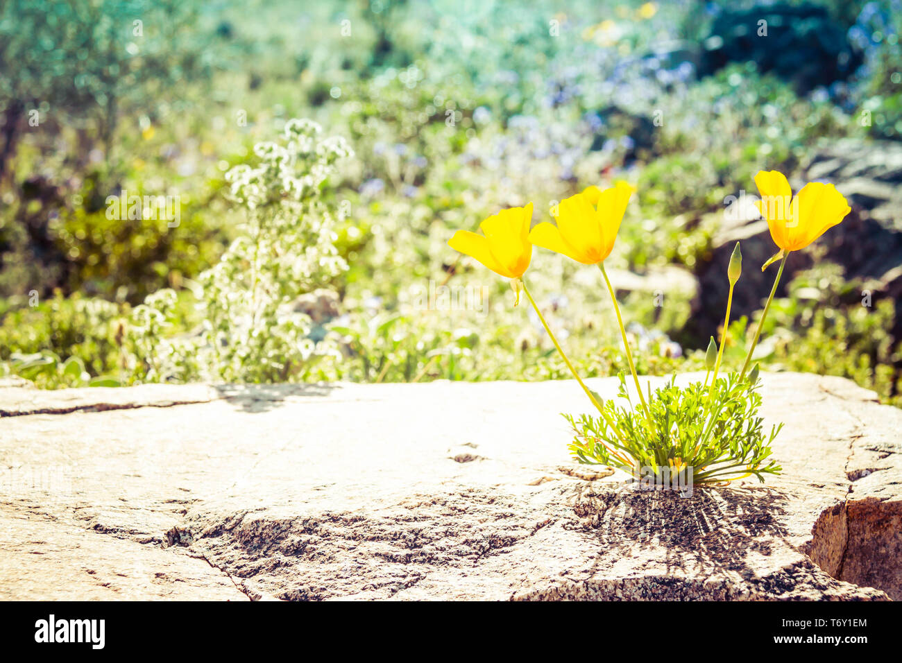 Three California Poppies growing out of a rock in full daytime sunlight. Stock Photo