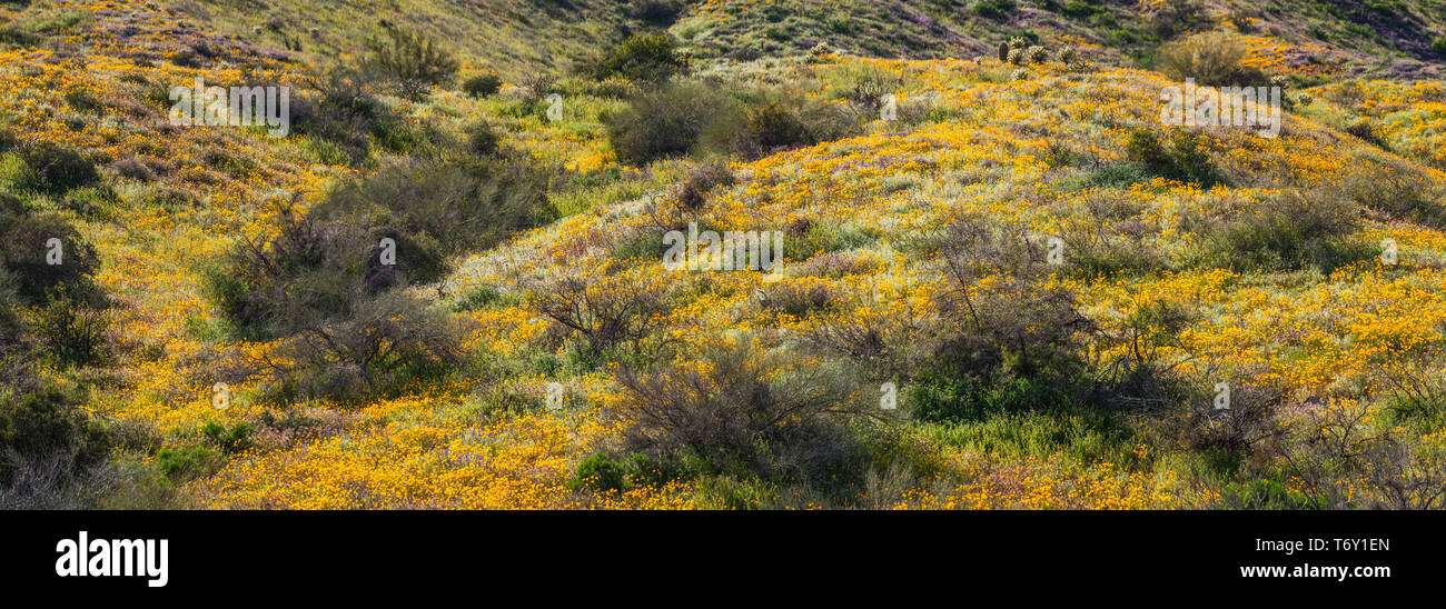 A panorama of a hillside in the Bartlett Lake region of the desert of Arizona covered in a super bloom of California poppies. Stock Photo