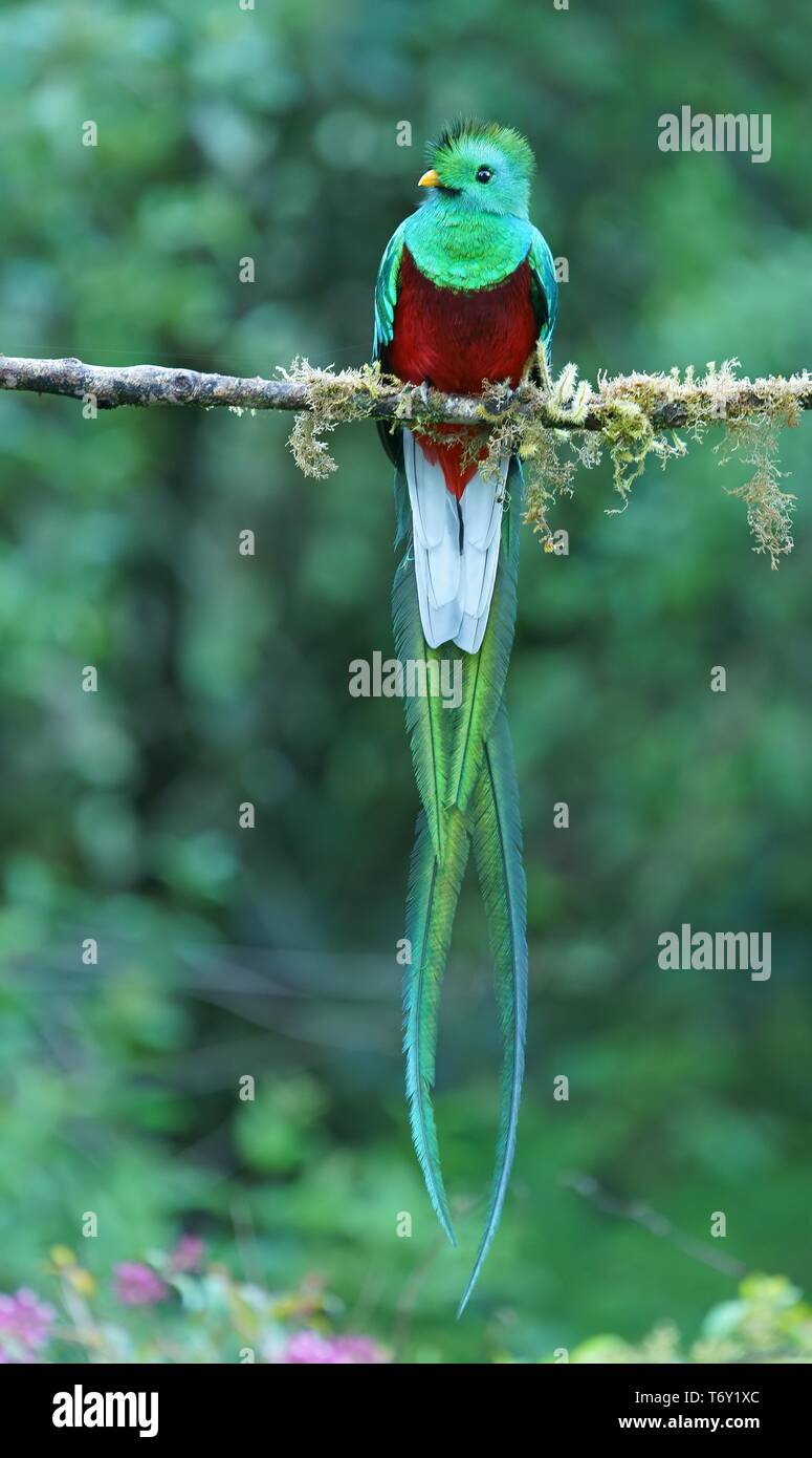 Resplendent Quetzal Pharomachrus Mocinno Sits On A Branch Costa Rica Stock Photo Alamy