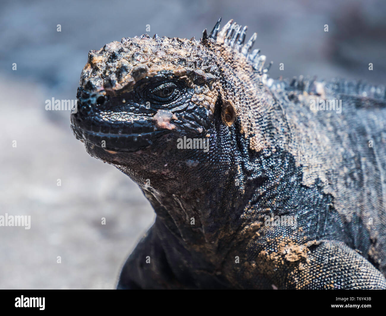 Close up of a beautiful marine iguana spotted in Galapagos Islands, Ecuador Stock Photo