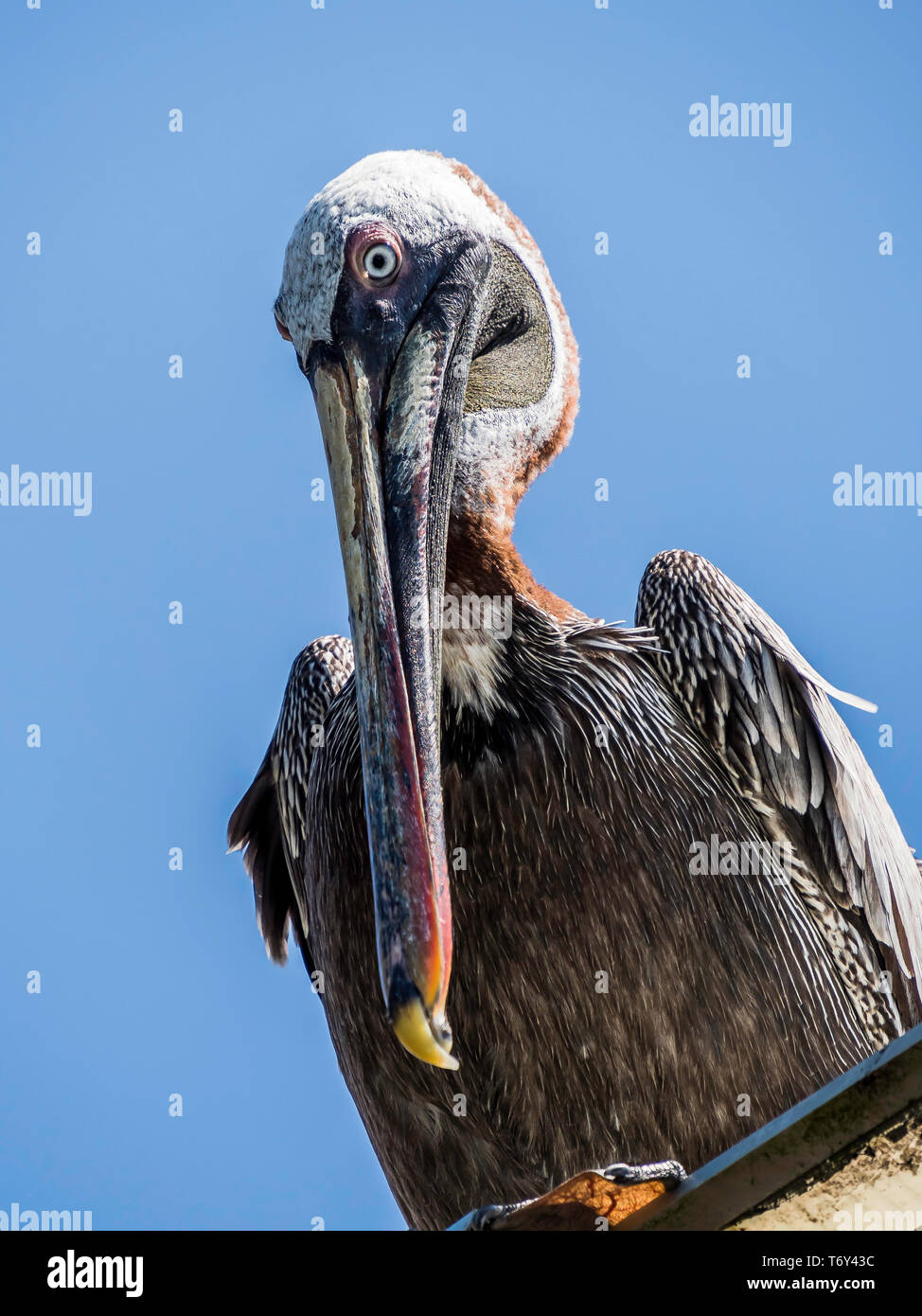 Close up of a beautiful Brown Pelican spotted near Santa Cruz Island, Galapagos Islands, Ecuador Stock Photo