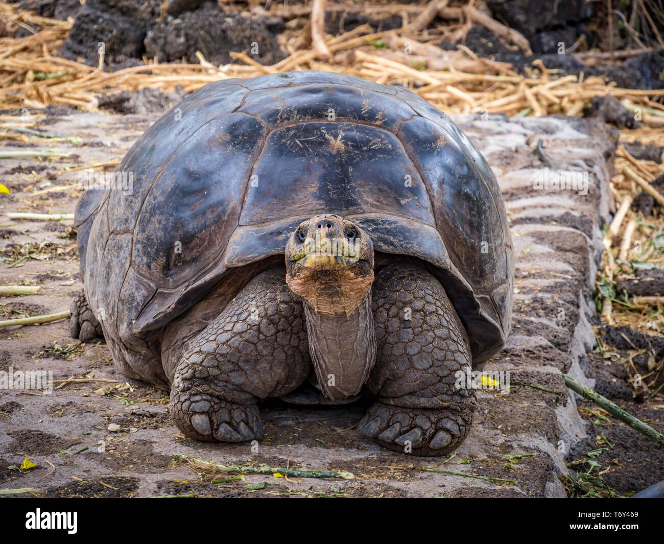 Close up of a beautiful Giant Tortoise in the highland of Santa Cruz Island, Galapagos Islands, Ecuador Stock Photo