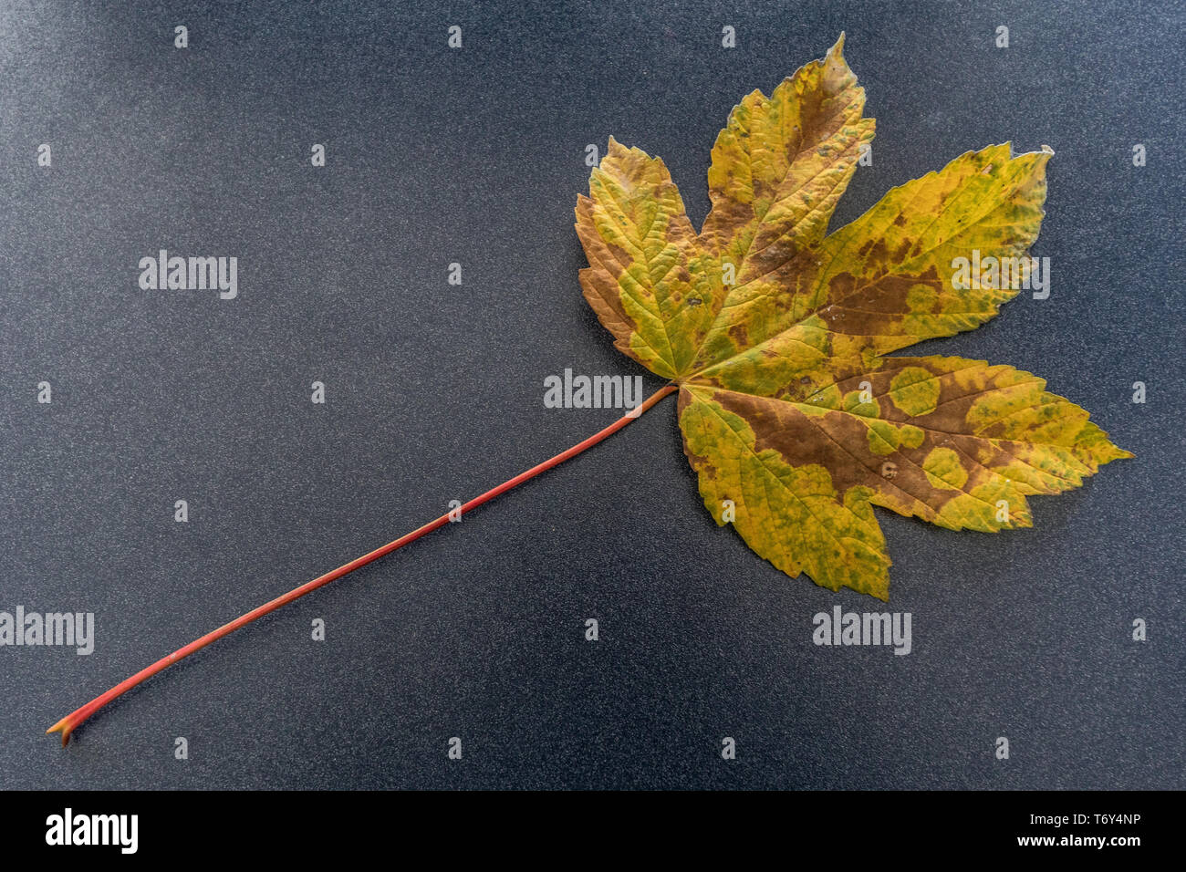Herbstliches Ahornblatt Stock Photo