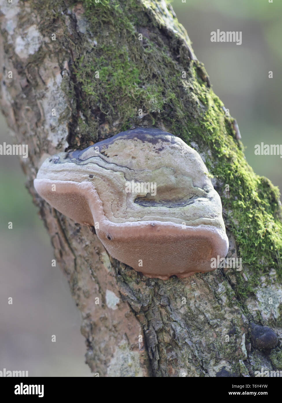 Bracket fungus, Phellinus alni, growing on common Hazel Stock Photo