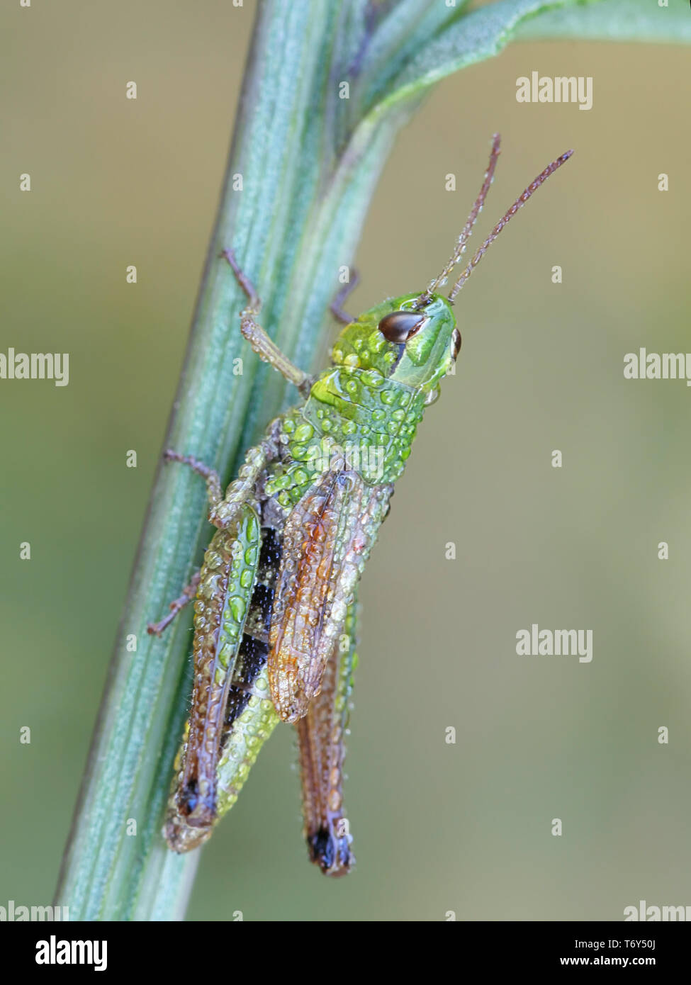Chorthippus parallelus, the meadow grasshopper Stock Photo