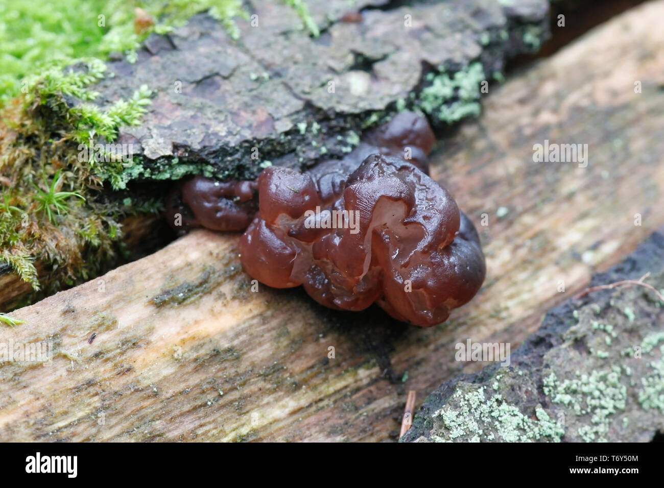 Jelly fungus, Ascotremella faginea Stock Photo