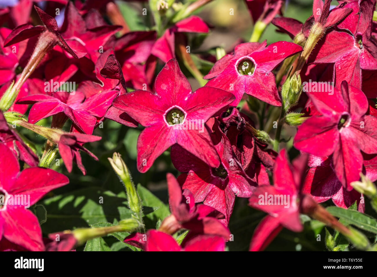 Clove red flowers Stock Photo