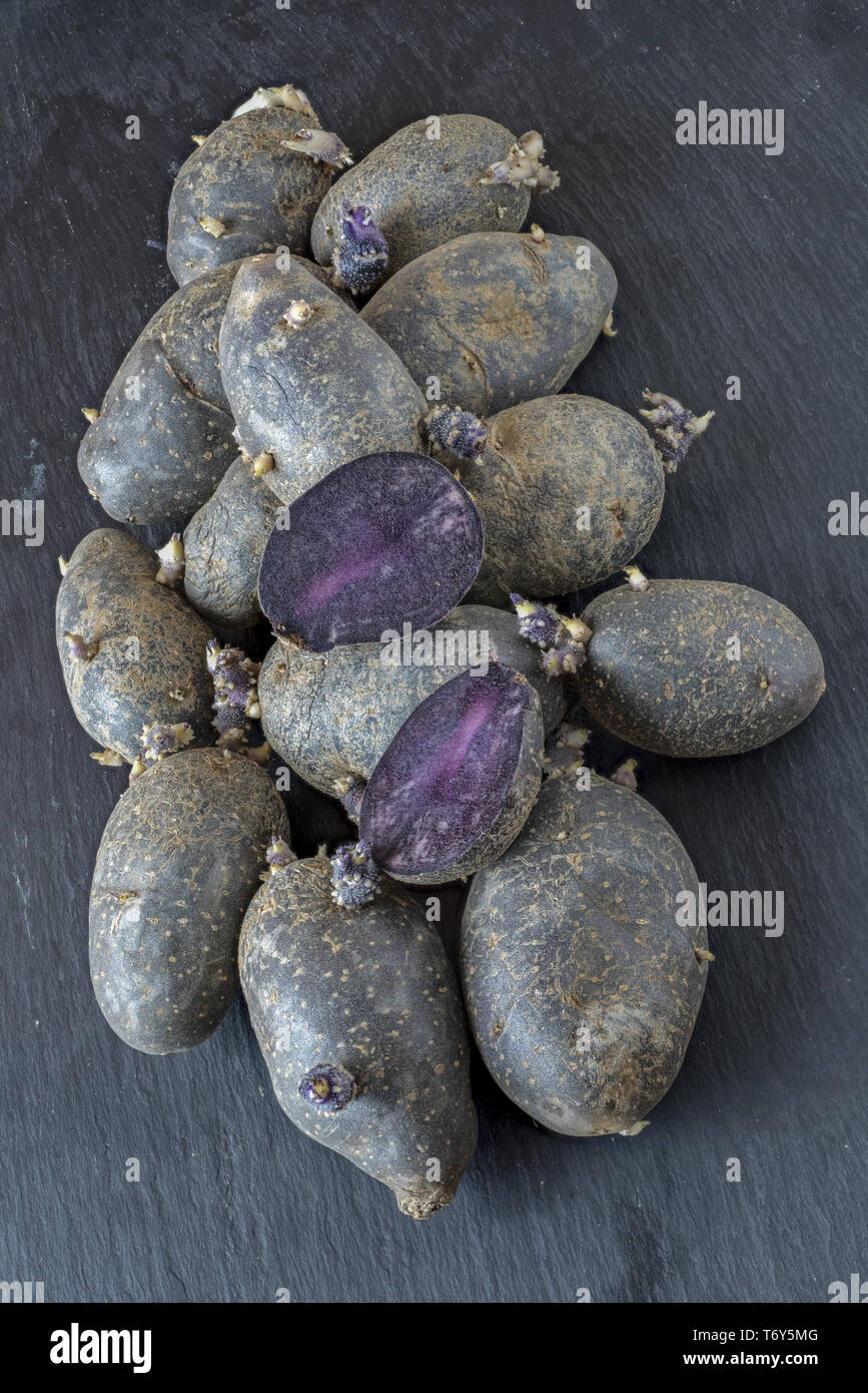 Potato variety Violet Queen, sprouting Stock Photo