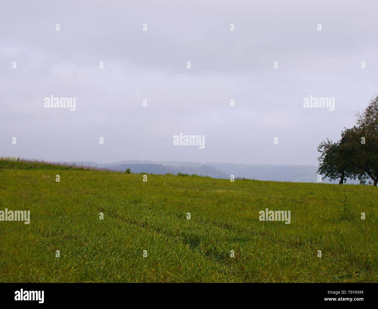 Green meadow trees hi-res stock photography and images - Alamy