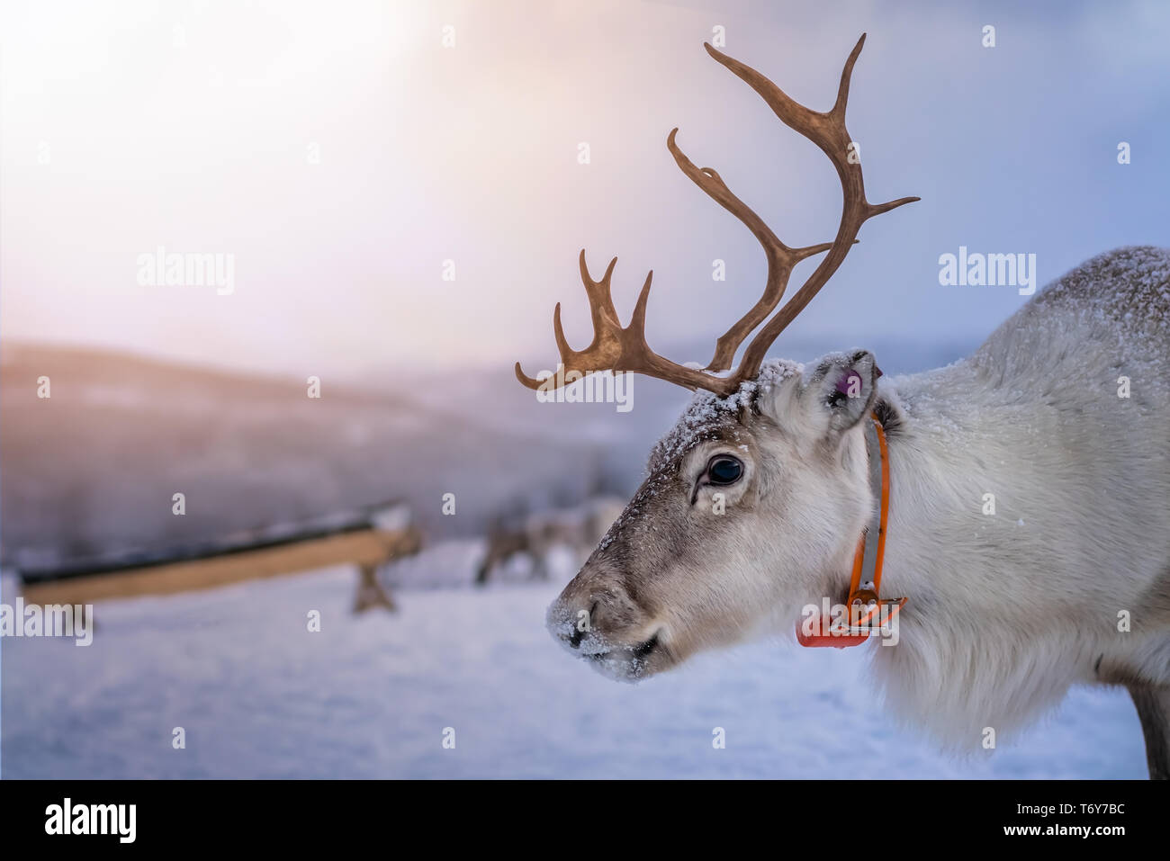 Portrait of a reindeer with massive antlers pulling sleigh in snow, Tromso region, Northern Norway Stock Photo