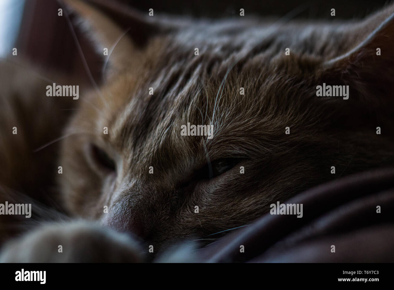 Cat Resting on a couch Stock Photo Alamy