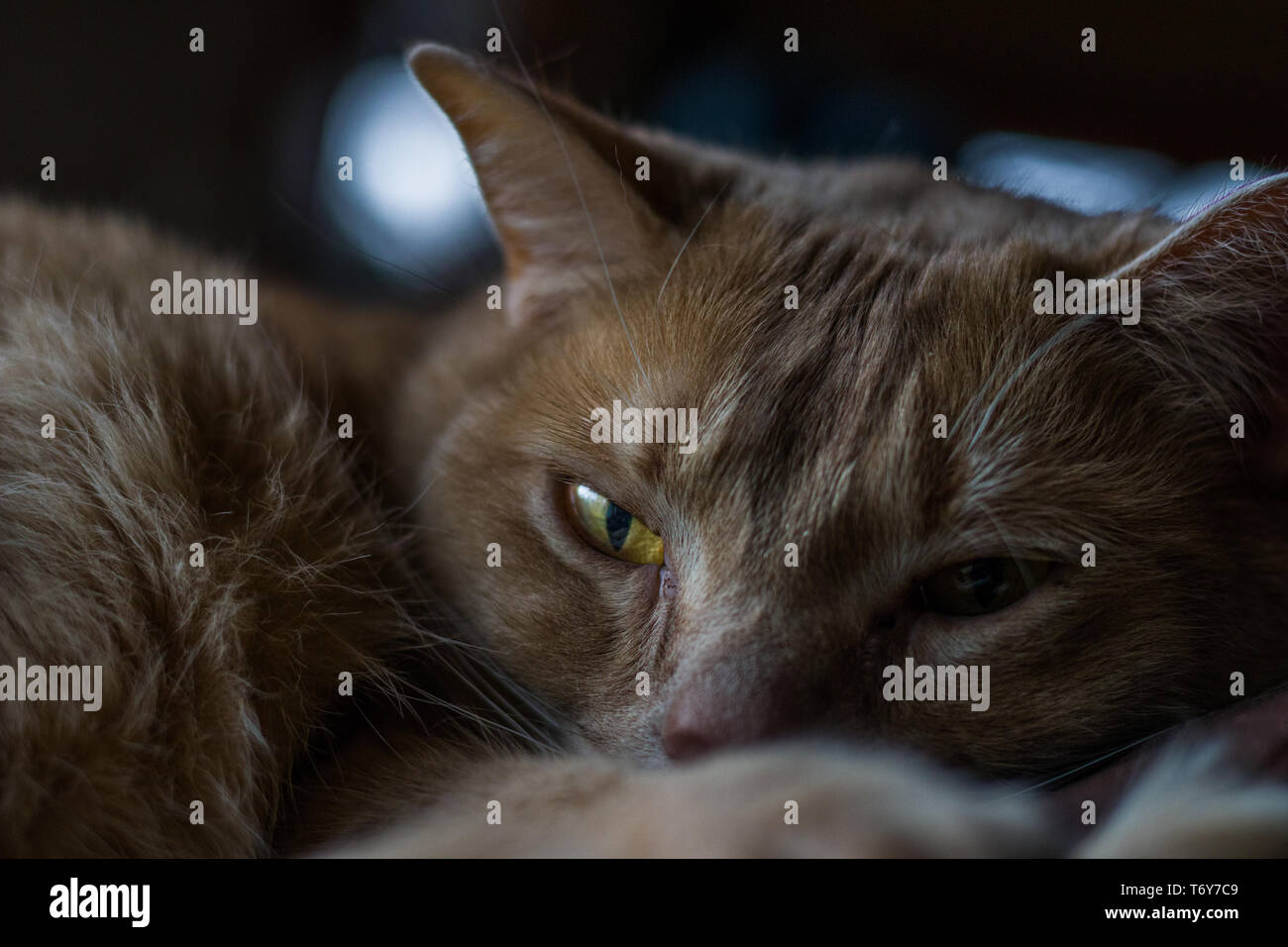 Cat Resting on a couch Stock Photo Alamy