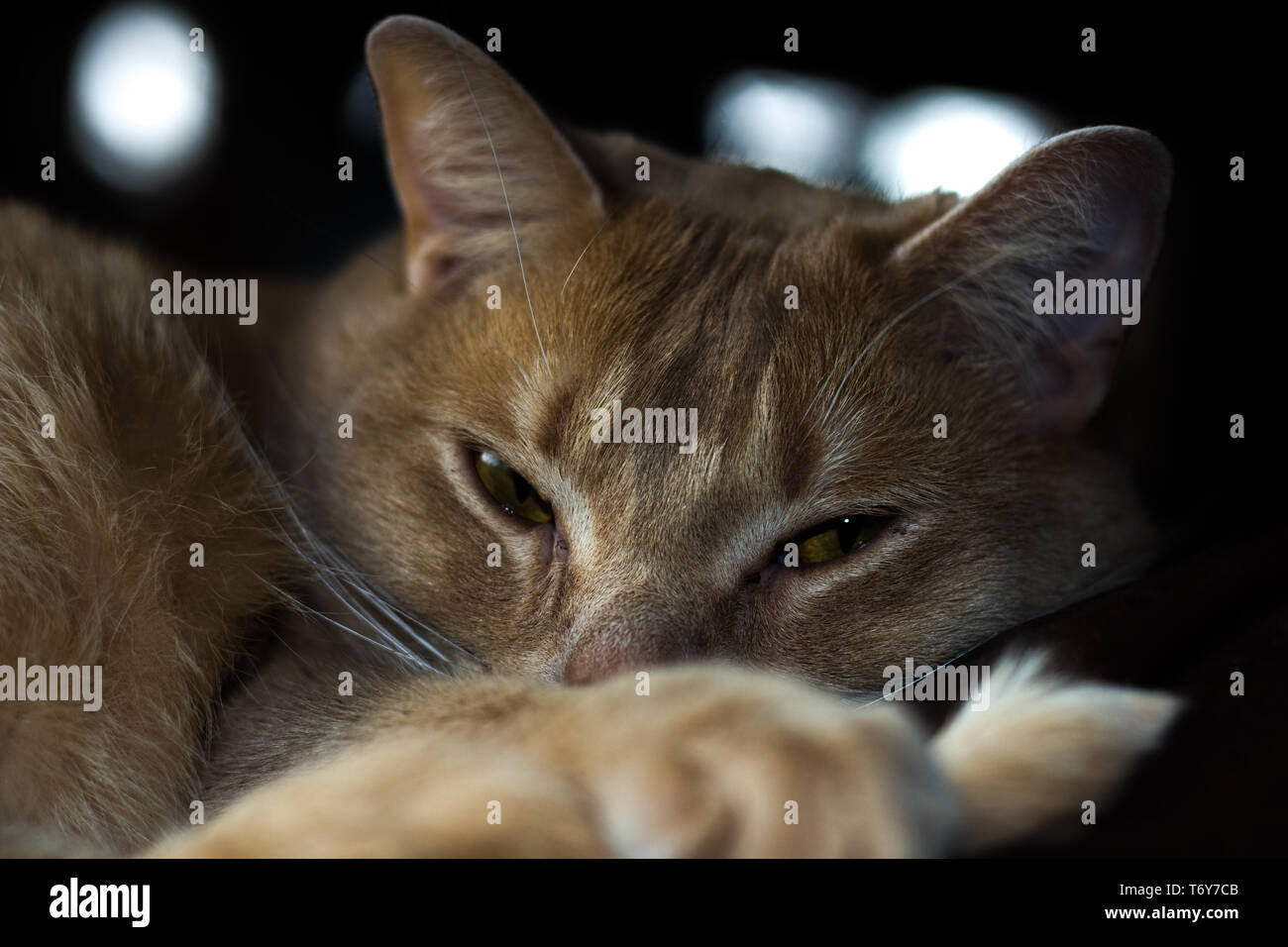 Cat Resting on a couch Stock Photo