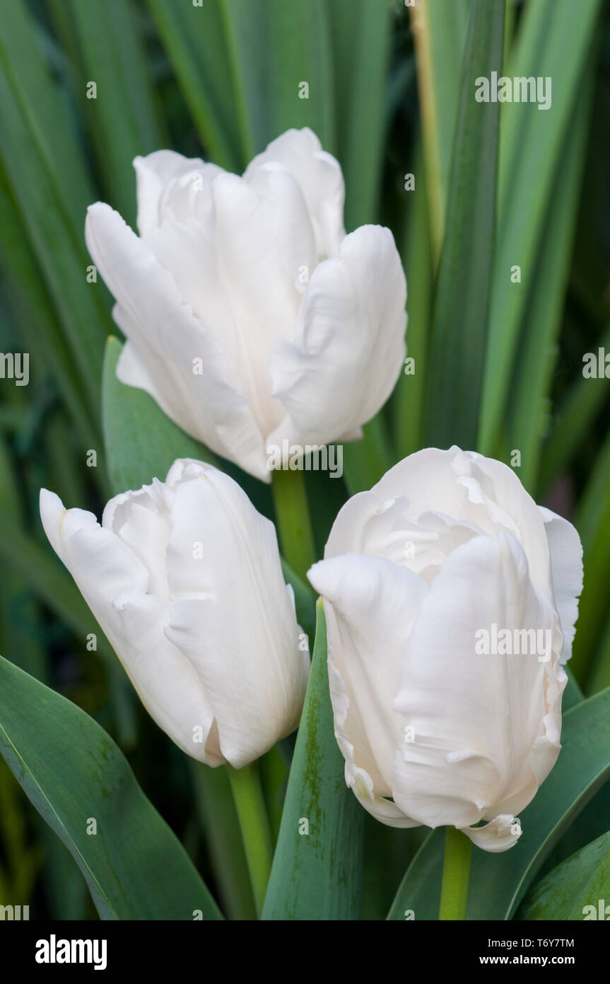 Group of tulips White Rebel growing in a border  Cup shaped flowers  belonging to the Parrot group of tulips Division 10 Stock Photo