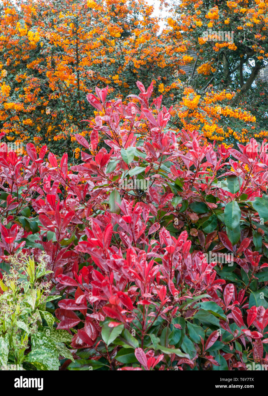 Life Between The Flowers Evergreen Photinia Red Robin For