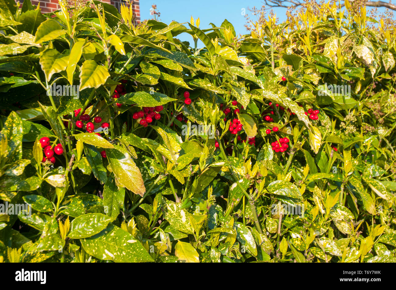 Aucuba japonica or Spotted Laurel with bright red berries  Ideal for hedges and growing in large containers. Stock Photo