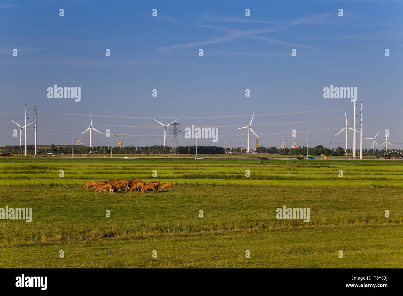 Row of wind turbines and a heard of cows Stock Photo - Alamy