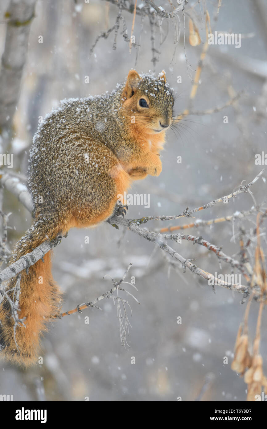 Eastern Fox Squirrel (Sciurus niger), Missoula, Montana Stock Photo