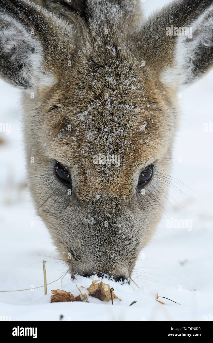 White-tailed Deer (Odocoileus Virginianus), North America Stock Photo