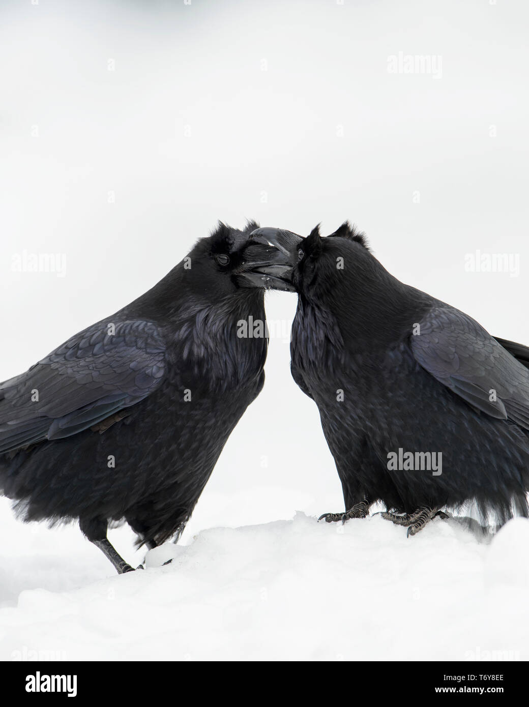 Common Ravens (Corvus corax), Yellowstone National Park, Wyoming Stock Photo