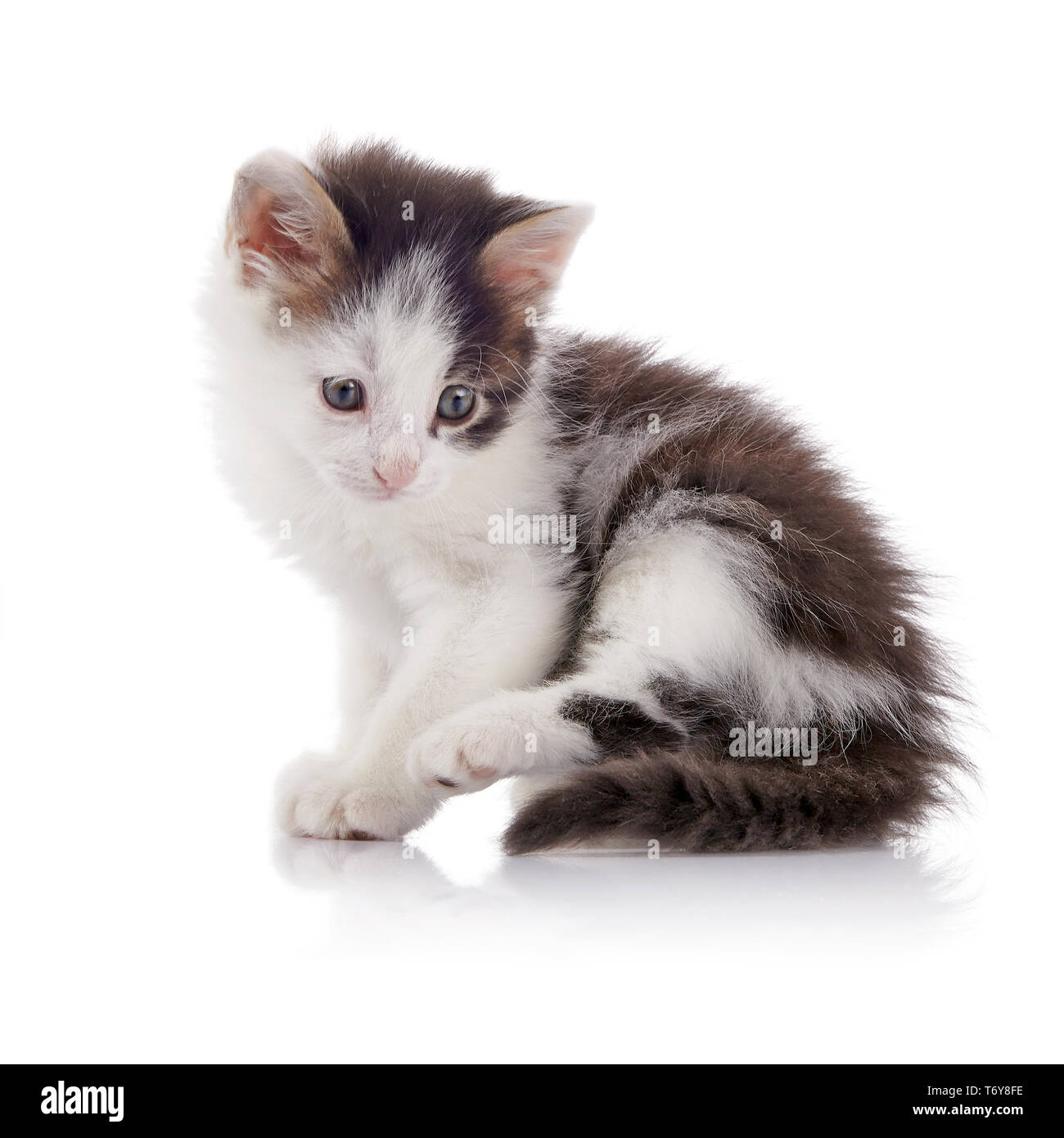 Little spotty domestic kitten on a white background Stock Photo - Alamy