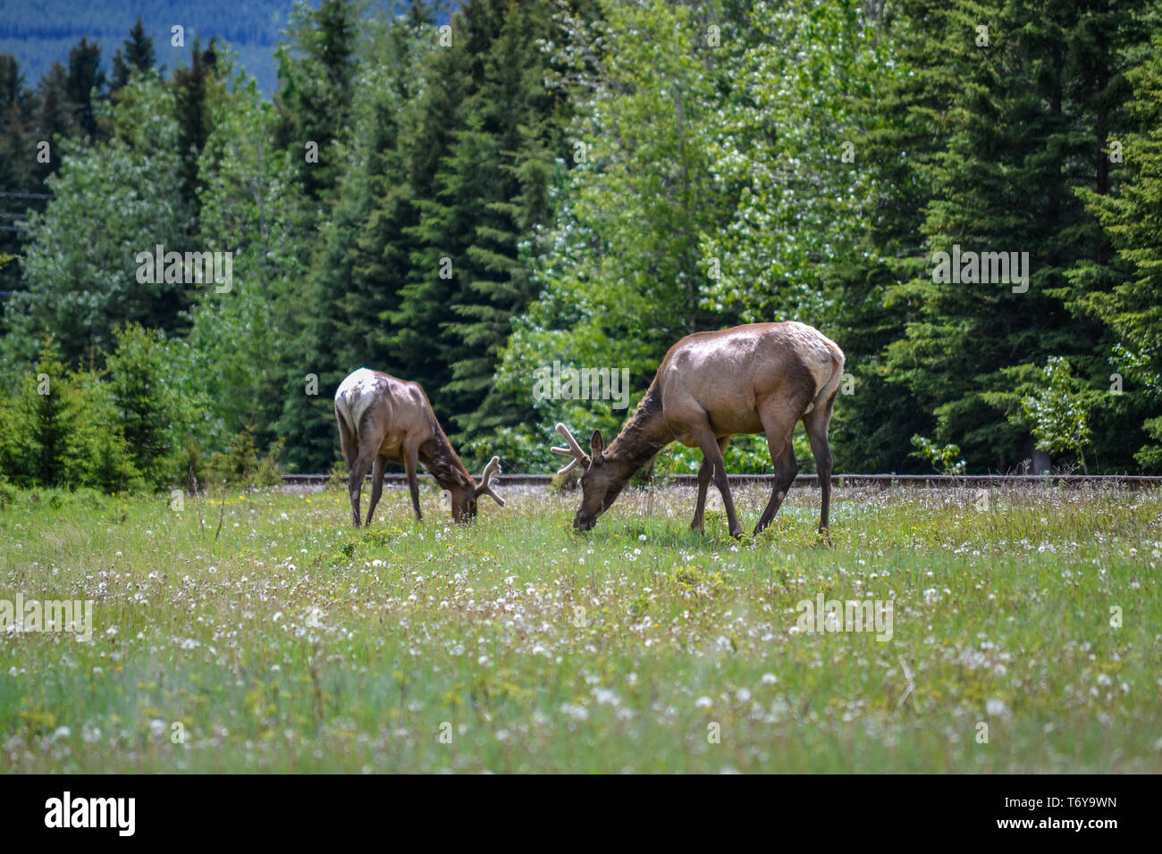 Two Elk in Banff Stock Photo