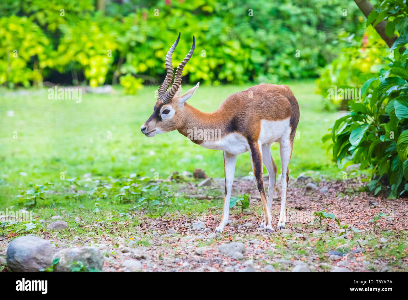 antelope blackbuck portait Stock Photo