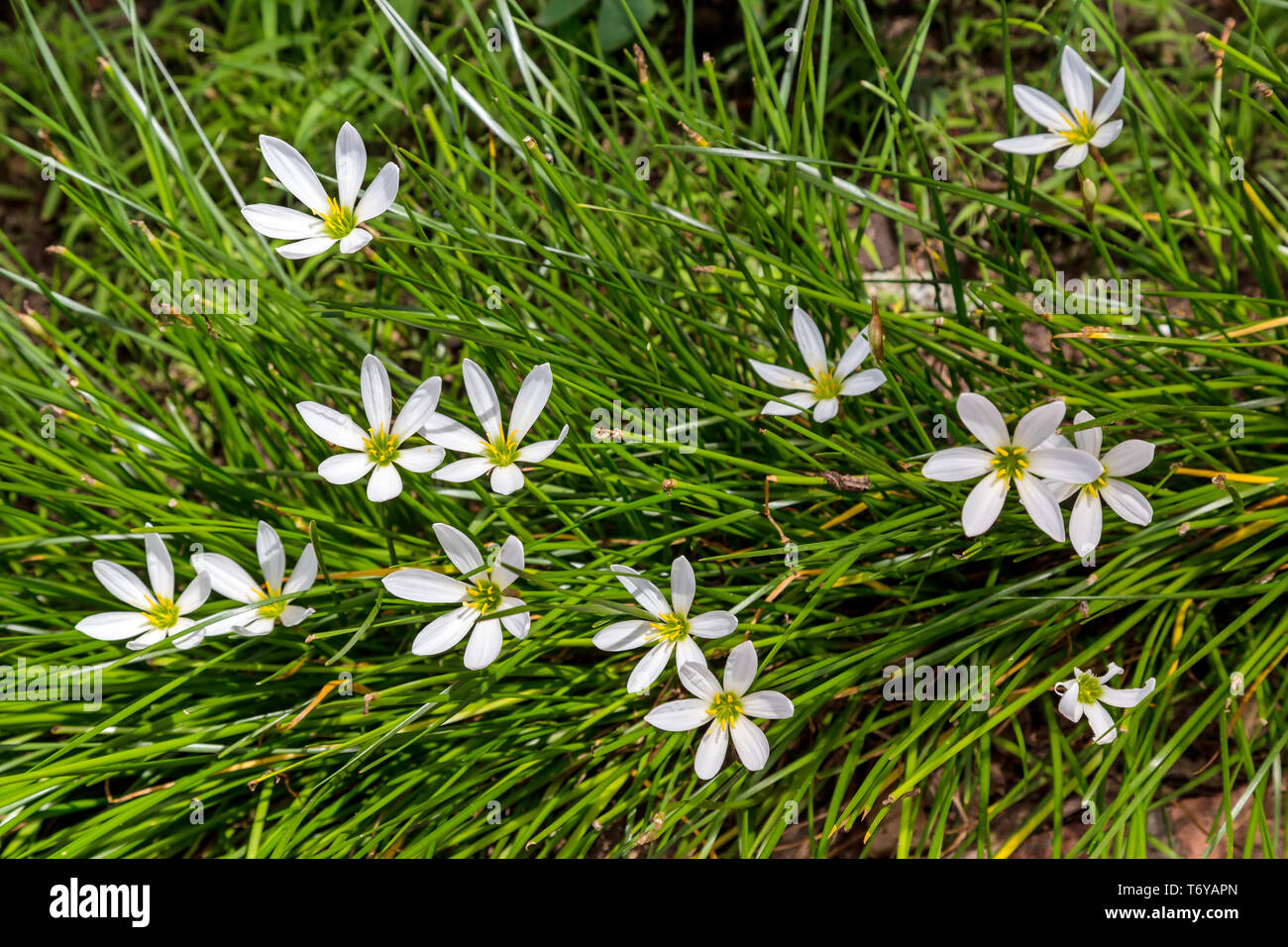 White star shaped flowers of ornithogalum Stock Photo